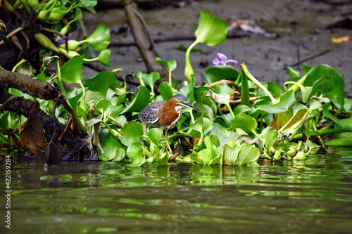 Oiseaux tropicaux du Costa Rica, Amérique Centrales