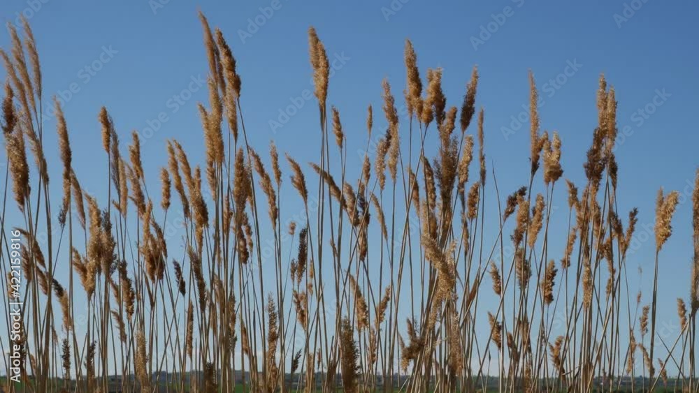 Swamp straws (Phragmites australis) blown by the wind Swamp straws (Phragmites australis) blown by the wind