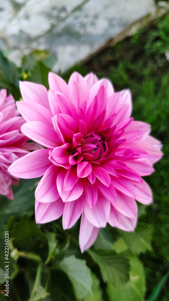 pink dahlia flower pink dahlia flower
