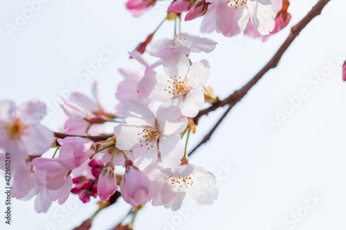 春の桜、白とピンク