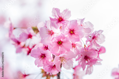 春の桜、ピンク