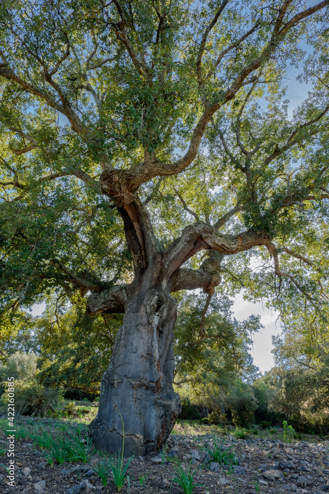 Alcornoques en el Parque Nacional de Monfragüe. Red Natura 2000.Arboles centenarios. Extremadura. España Alcornoques en el Parque Nacional de Monfragüe. Red Natura 2000.Arboles centenarios. Extremadura. España