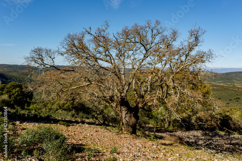 Quejigo. quercus faginea. Parque Nacional, Monfragüe. Red Natura 2000. España