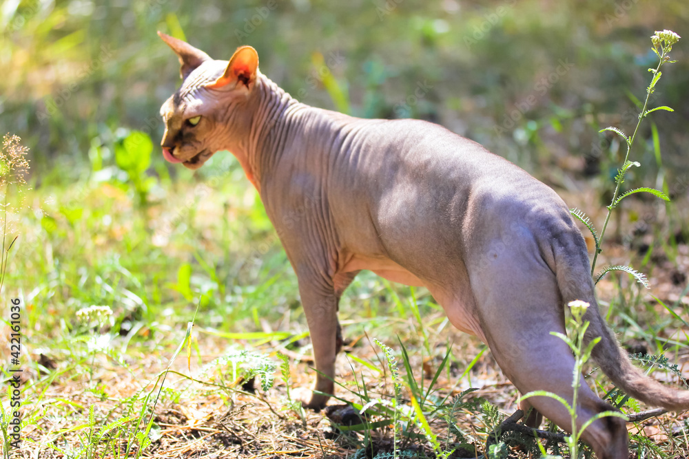 Fototapeta premium A gray Canadian Sphynx cat is standing in a sun-drenched glade at park, forest on a warm summer day. Portrait of a beautiful green eyed bald cat licking x mouth with a tongue. Pet on a walk outdoors.