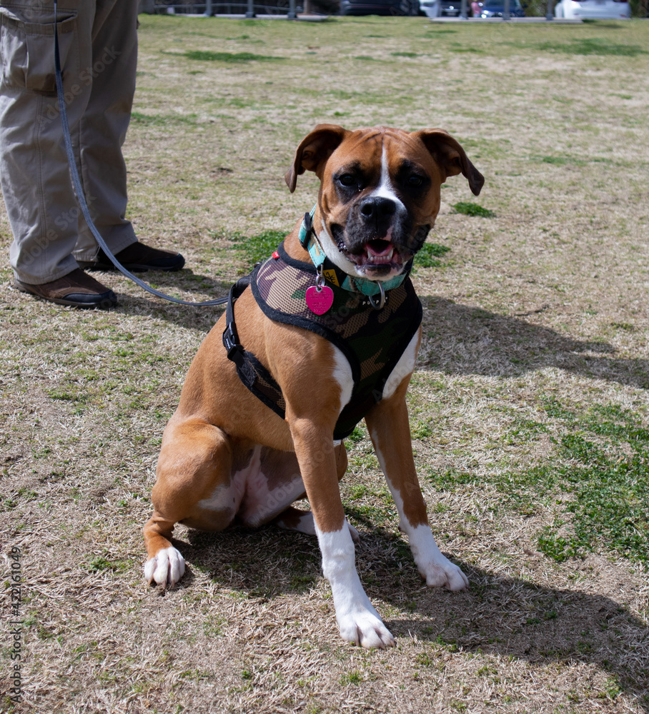 Pets Roaming Around The Park