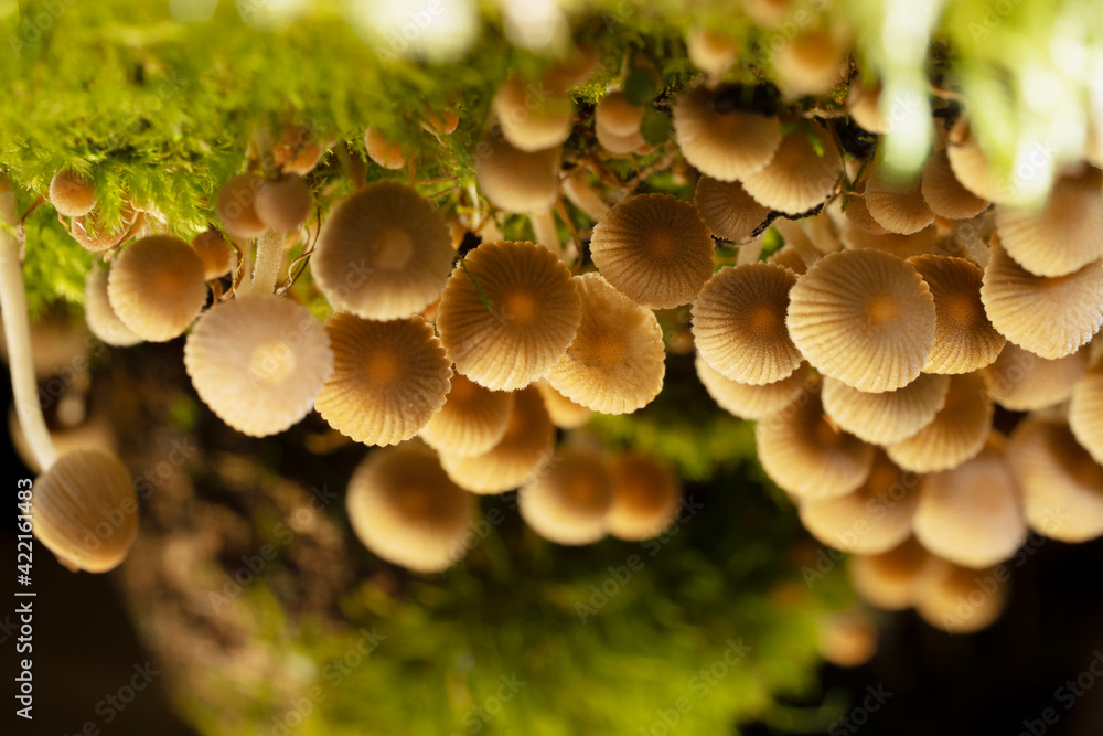 Coprinellus disseminatus , commonly known as fairy inkcap or trooping  crumble cap. Mushrooms on the trunk of a fallen, moss-covered tree. Place  for text. Top view. Stock Photo | Adobe Stock