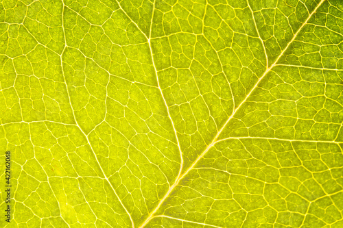 Obraz na plátně leaf texture