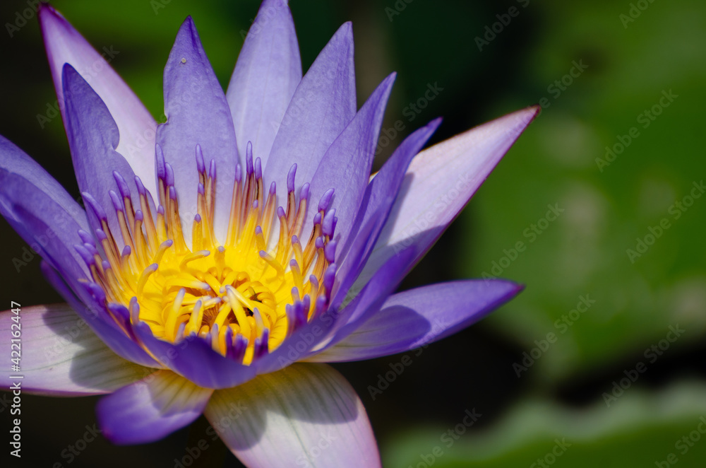 Blossom of waterlily in the sunlight of tropical pond Blossom of waterlily in the sunlight of tropical pond