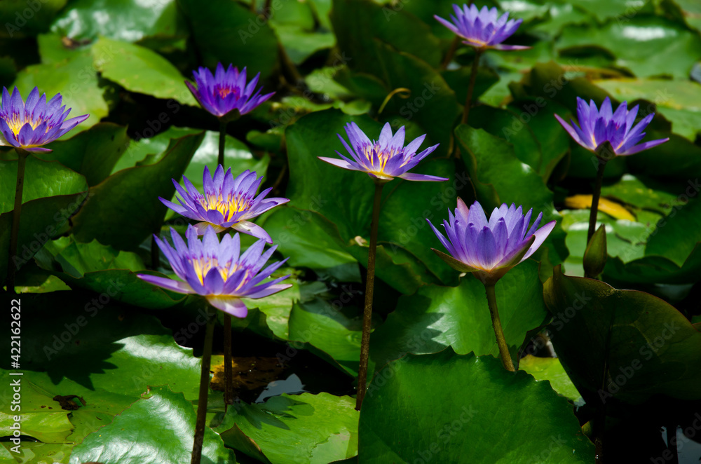 Blossom of waterlily in the sunlight of tropical pond Blossom of waterlily in the sunlight of tropical pond