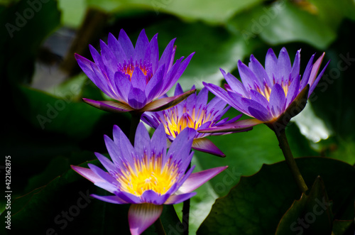 Blossom of waterlily in the sunlight of  tropical pond 