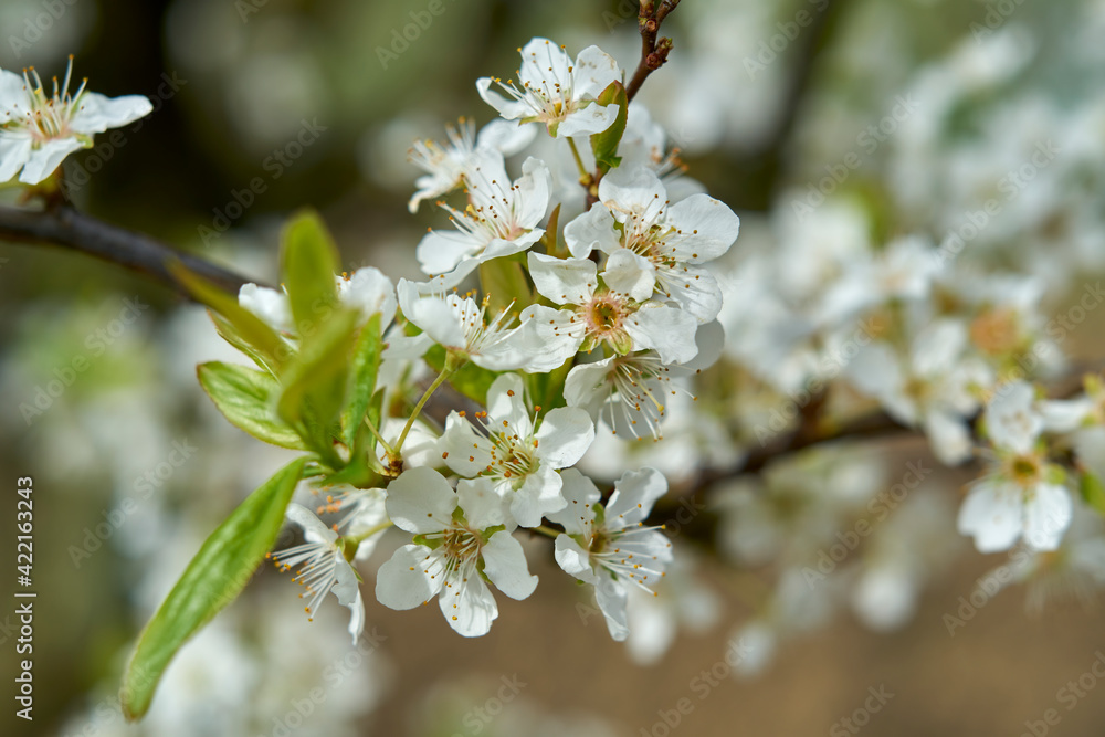 Fototapeta premium White cherry blossom