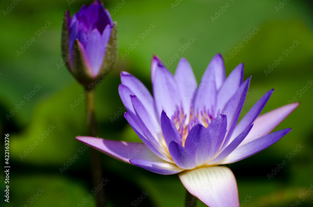 Blossom of waterlily in the sunlight of tropical pond Blossom of waterlily in the sunlight of tropical pond