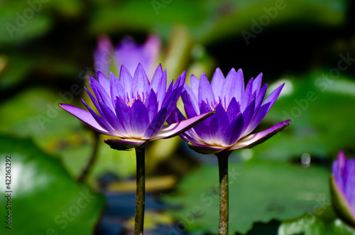 Blossom of waterlily in the sunlight of tropical pond 