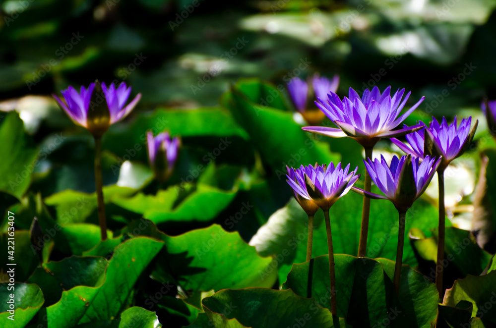 Blossom of waterlily in the sunlight of tropical pond Blossom of waterlily in the sunlight of tropical pond