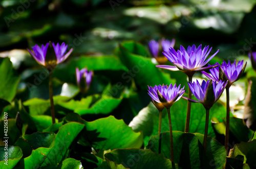 Blossom of waterlily in the sunlight of tropical pond 