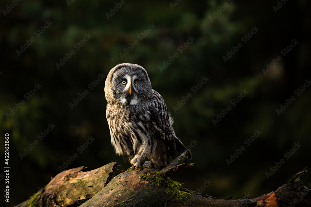 Majestic bird of prey, Great grey owl, Strix nebulosa perched on old tree in autumn forest Majestic bird of prey, Great grey owl, Strix nebulosa perched on old tree in autumn forest