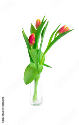 Wallpaper Mural tulips in a glass vase on a white background Torontodigital.ca