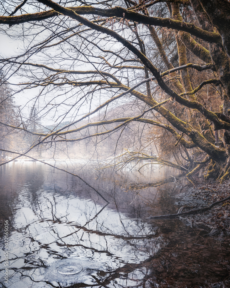 Obraz premium Nebel bildet sich über einem Teich im Wald