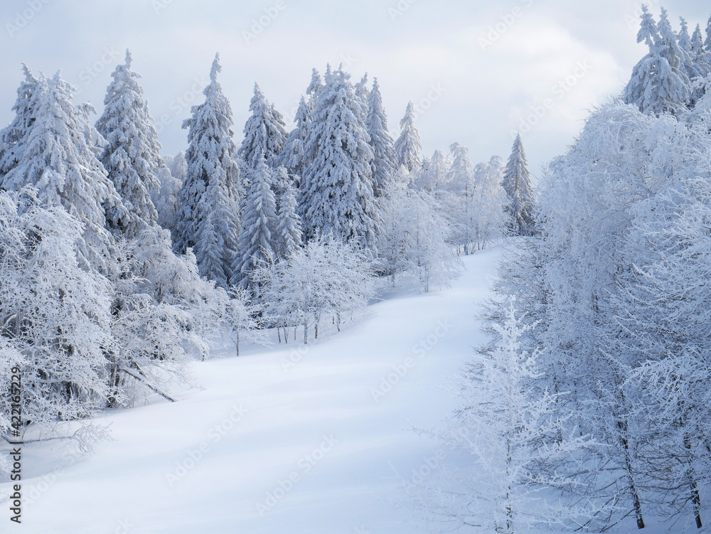 Plaine enneigée bordée de différentes espèces d'arbres et de monumentales sapins, en pleine montagne - Vercors Plaine enneigée bordée de différentes espèces d'arbres et de monumentales sapins, en pleine montagne - Vercors