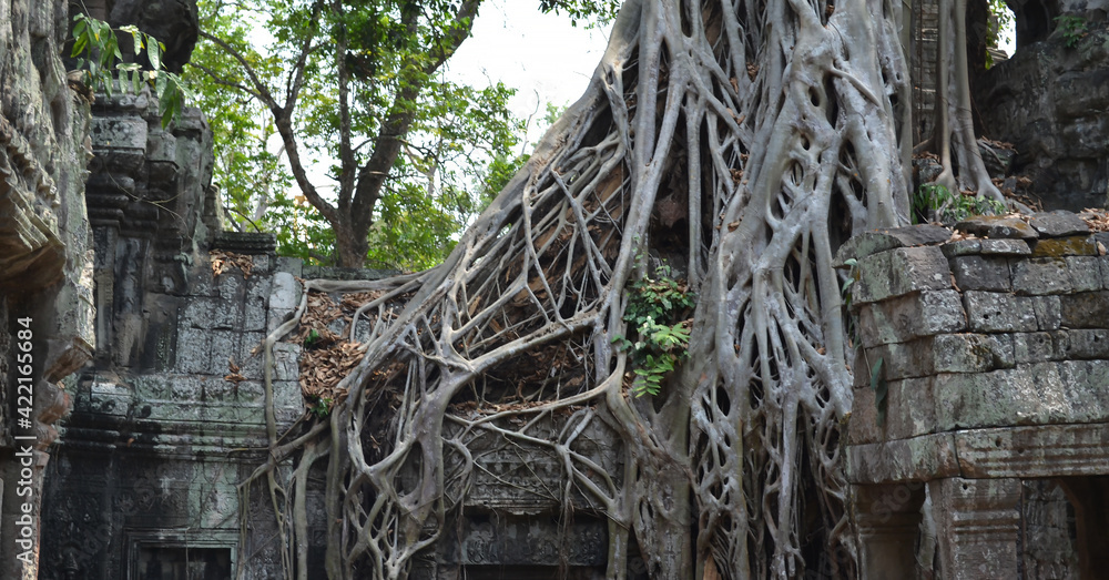 Ta Prohm Temple, near to Siem Reap, Cambodia. One of the most monumental temples on the territory of the Hindu complex Angkor in Cambodia. Located in thick jungle in a dilapidated condition. Roots Ta Prohm Temple, near to Siem Reap, Cambodia. One of the most monumental temples on the territory of the Hindu complex Angkor in Cambodia. Located in thick jungle in a dilapidated condition. Roots