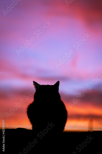 Cat silhouette with its sharp ears in front of a sunset with a red-blue sky color © mykon