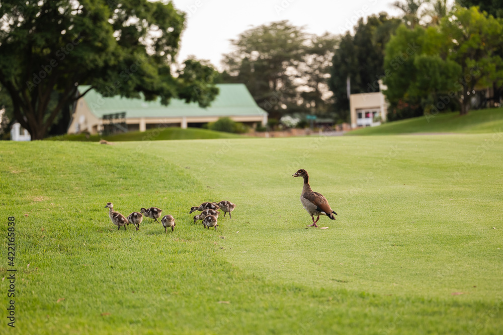 Parent duck and baby ducklings on fairway Parent duck and baby ducklings on fairway