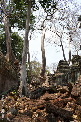 Ta Prohm Temple, near to Siem Reap, Cambodia. One of the most monumental temples on the territory of the Hindu complex Angkor in Cambodia. Located in thick jungle in a dilapidated condition. Roots