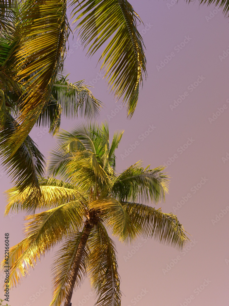 Fototapeta premium Palm Tree on the beach in old San Juan Puerto Rico