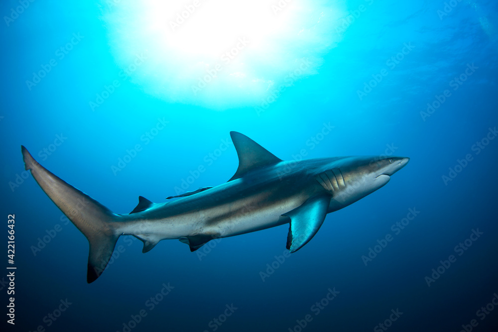 Fototapeta premium Black tip shark during dive. Sharks in South Africa. Marine life in Indian ocean. 