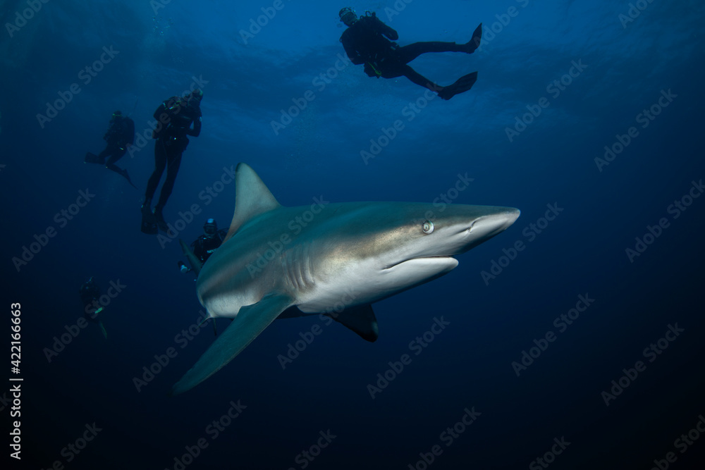 Fototapeta premium Black tip shark during dive. Sharks in South Africa. Marine life in Indian ocean. 