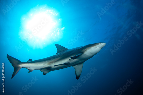 Black tip shark during dive. Sharks in South Africa. Marine life in Indian ocean.  © prochym