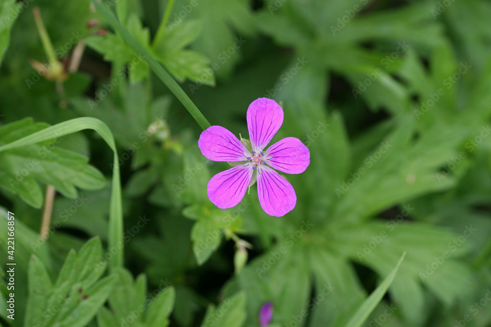 Roberts geranium flower in the grass Roberts geranium flower in the grass