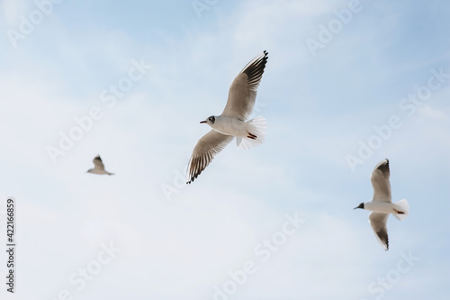 Many white and gray sea gulls fly against the blue sky  soaring above the clouds on a sunny day. Photo of a bird.