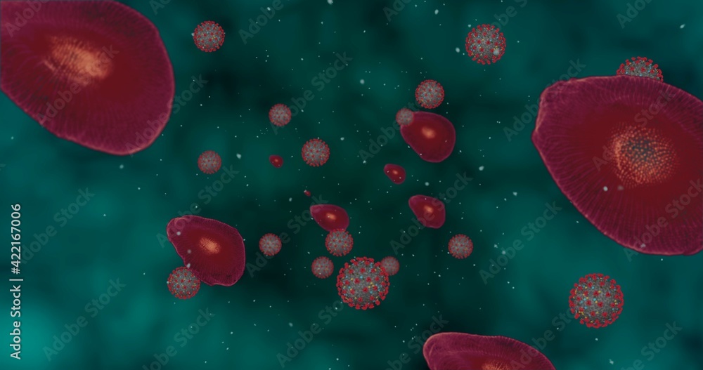Fototapeta premium Hight concentration Coronavirus disease Covid-19. Animation group of viruses and Red blood cells close up. 3D rendering 3D illustration