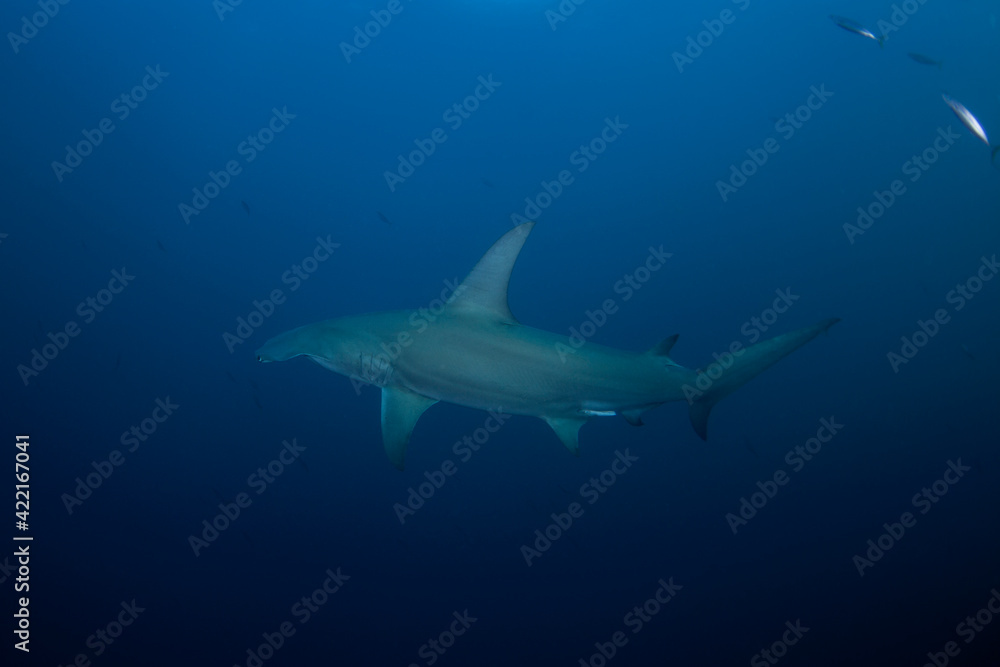 Great hammerhead during dive. Sharks in South Africa. Marine life in Indian ocean. 