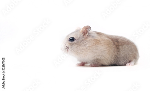 red hamster on a white background