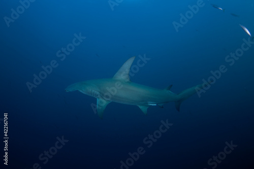 Great hammerhead during dive. Sharks in South Africa. Marine life in Indian ocean.  © prochym