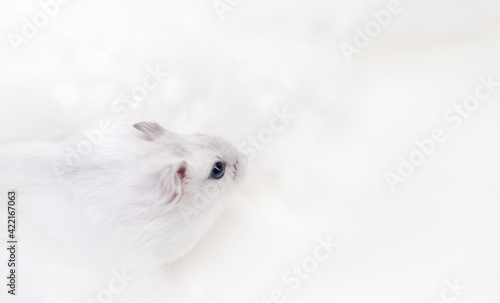white hamster on a white background