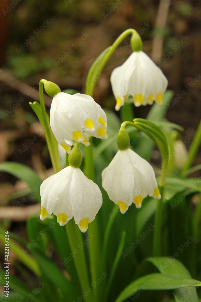 Obraz premium Spring snowflake in the forest