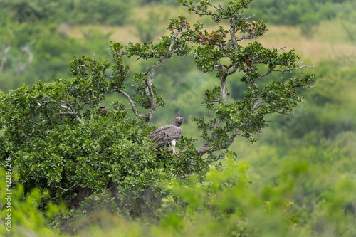 Martial eagle with prey. Eagle during safari in Hluhluwe and Imfolozi park reserve. African biggest eagle.