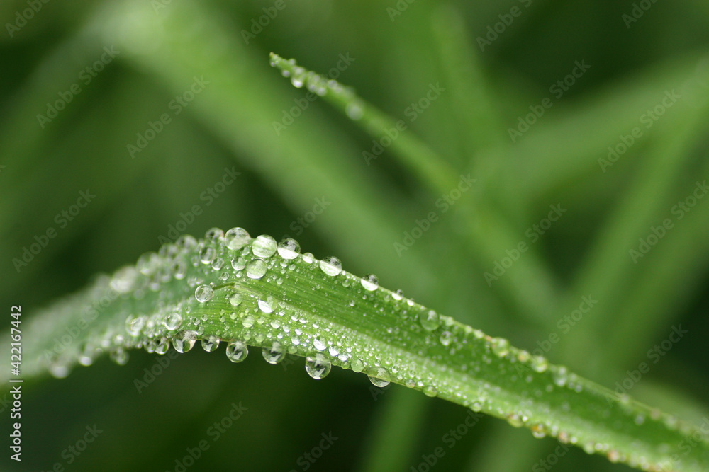 Water drops on a grass after rain Water drops on a grass after rain