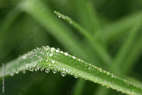 Water drops on a grass after rain