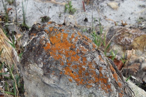 moss on stone