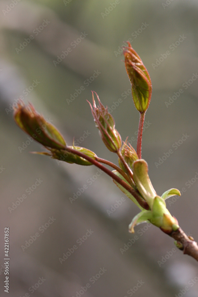Fototapeta premium Bud of a tree in the forest