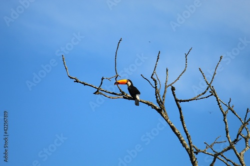 bird on a branch