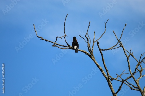 bird