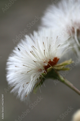 Close up of dandelion in the forest