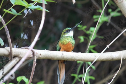 bird