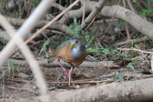 bird in the nest