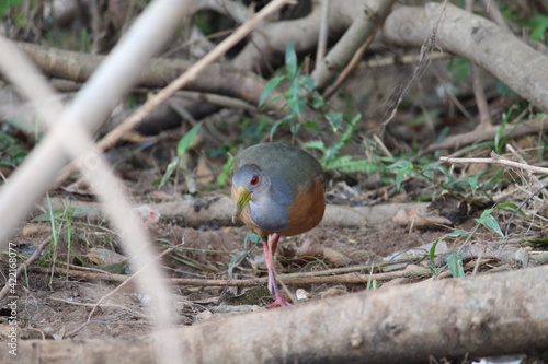 bird